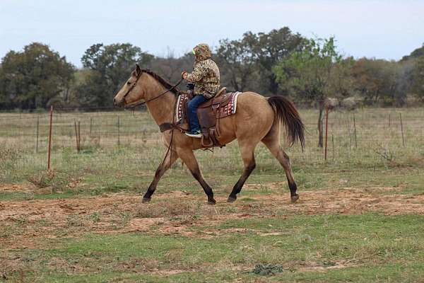 trail-quarter-horse