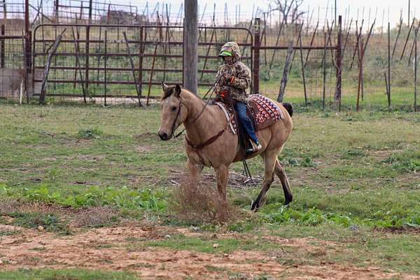 athletic-quarter-horse