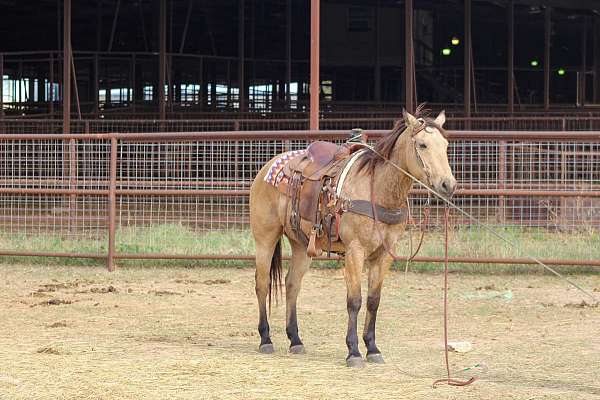 beginner-quarter-horse