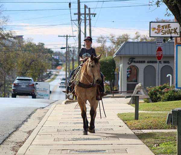 husband-safe-quarter-horse