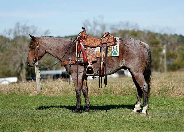 quarter-horse