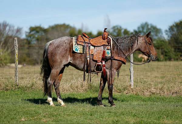 rear-socks-horse