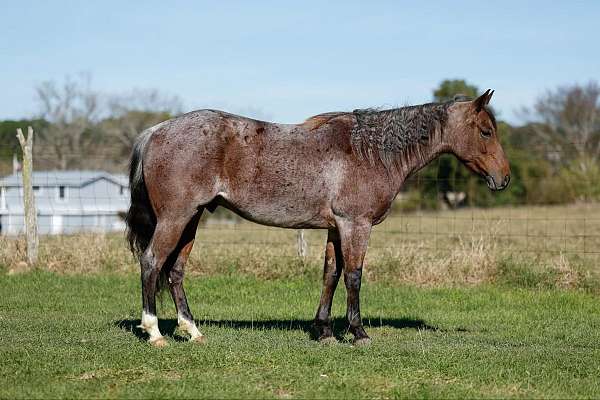 beginner-safe-quarter-horse