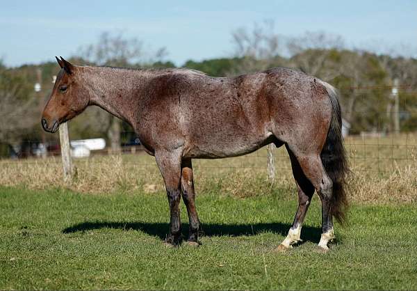 ranch-work-quarter-horse