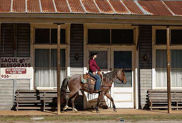 all-around-quarter-horse