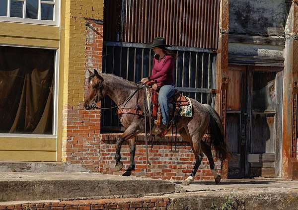 family-horse-quarter