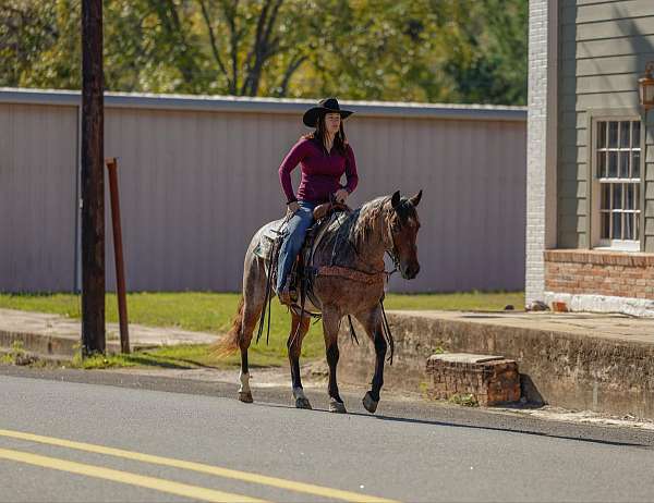 trail-quarter-horse