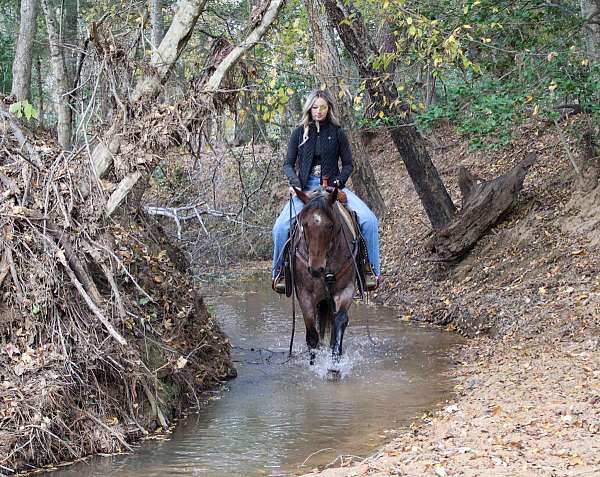 flashy-quarter-horse