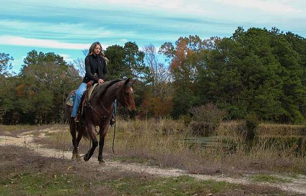 husband-safe-quarter-horse