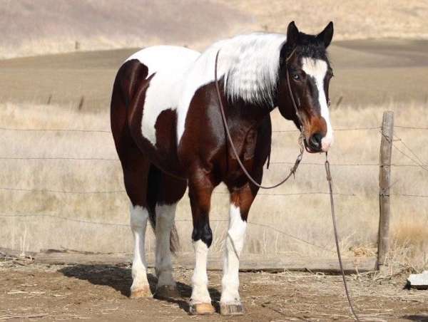 athletic-quarter-horse