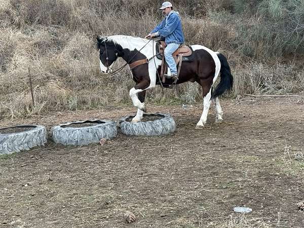 beginner-quarter-horse