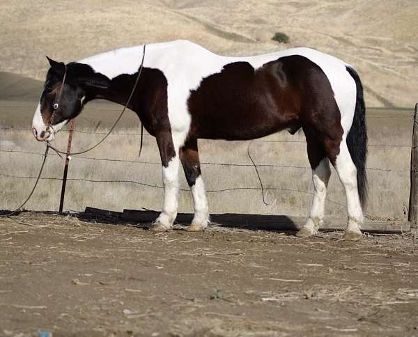 beginner-safe-quarter-horse