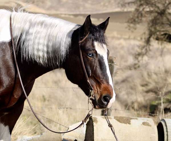 family-horse-quarter