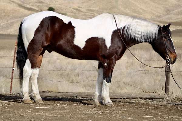 ranch-work-quarter-horse