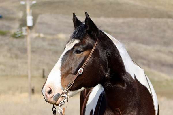 trail-quarter-horse