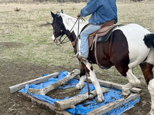 flashy-quarter-horse