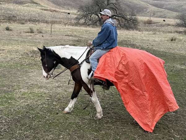 ranch-quarter-horse