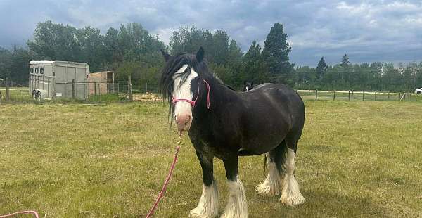 gypsy-vanner-mare