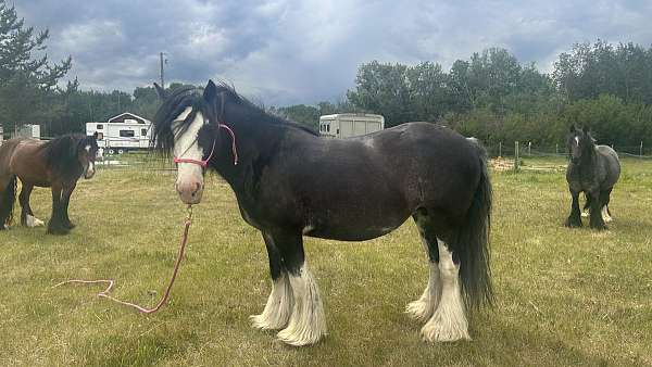 big-beautiful-gypsy-vanner-horse