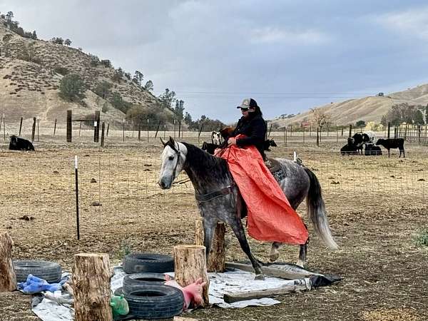 husband-safe-quarter-horse