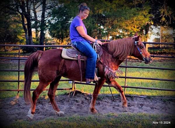 barback-riding-quarter-horse