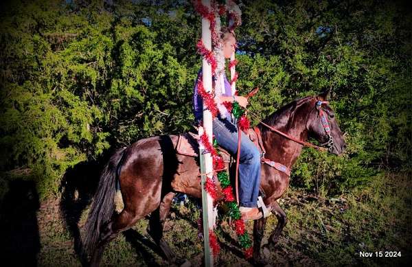 all-ages-paso-fino-horse