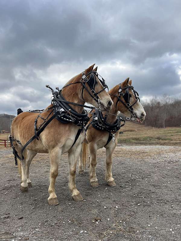 broke-the-best-haflinger-horse