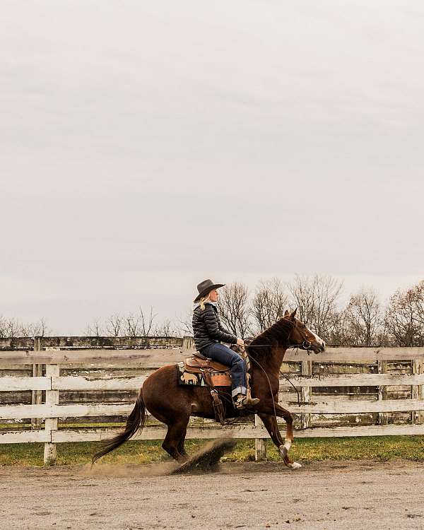 all-around-quarter-horse