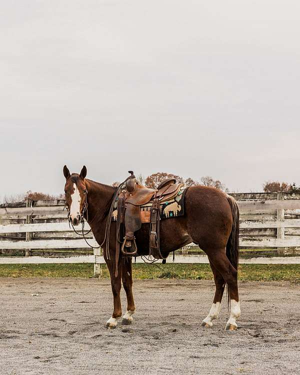 cutting-prospect-quarter-horse