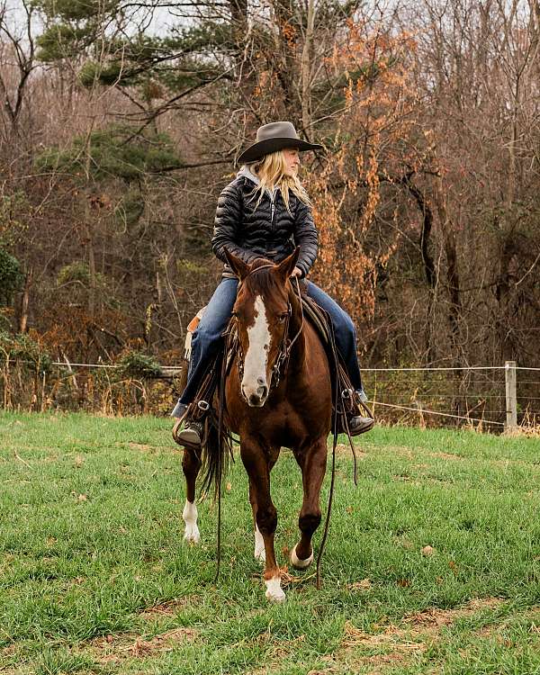 penning-quarter-horse