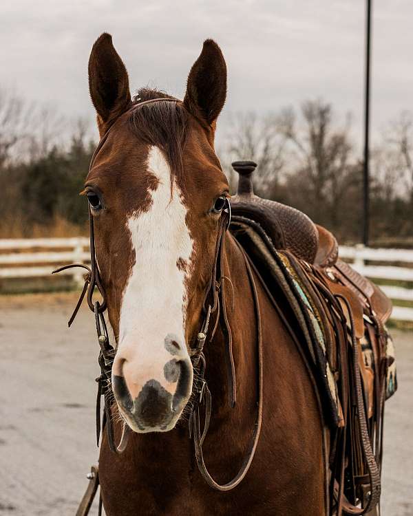 ranch-quarter-horse