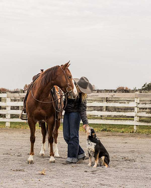 ranch-versatility-quarter-horse