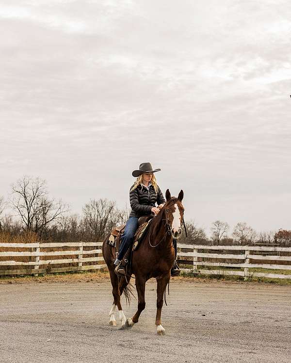 reined-cow-quarter-horse