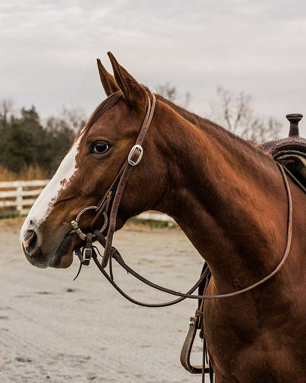 ranch-work-quarter-horse