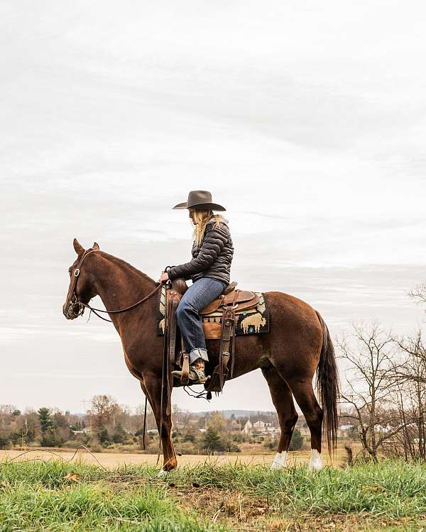 reining-quarter-horse