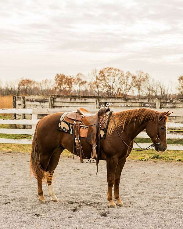 all-around-quarter-horse