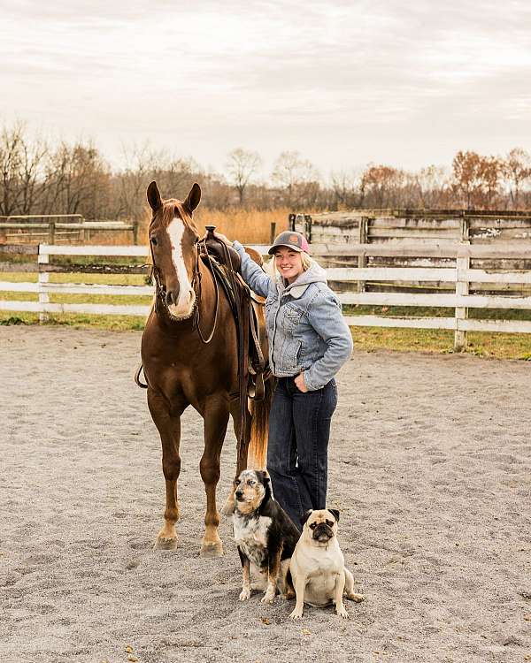 barrel-quarter-horse