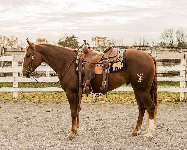 barrel-racing-quarter-horse