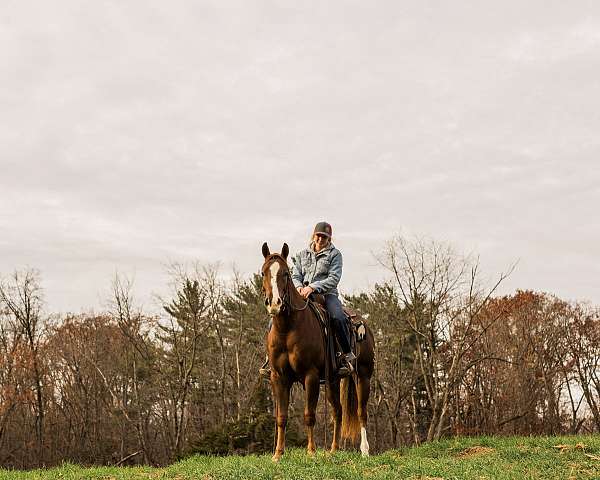 calf-roping-quarter-horse