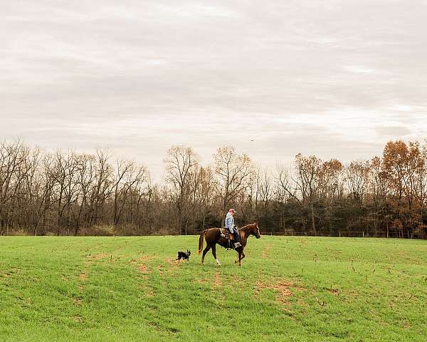 cutting-quarter-horse