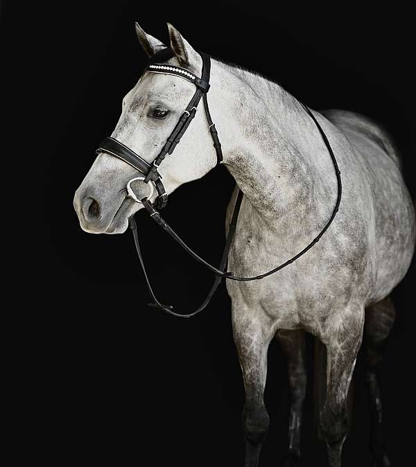 dressage-foundation-pony