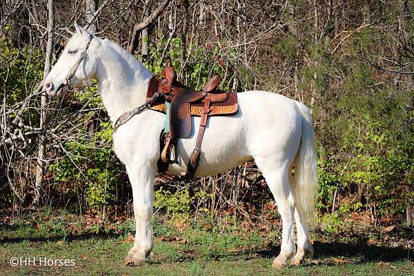 all-around-missouri-fox-trotter-horse