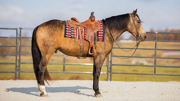 all-around-draft-horse