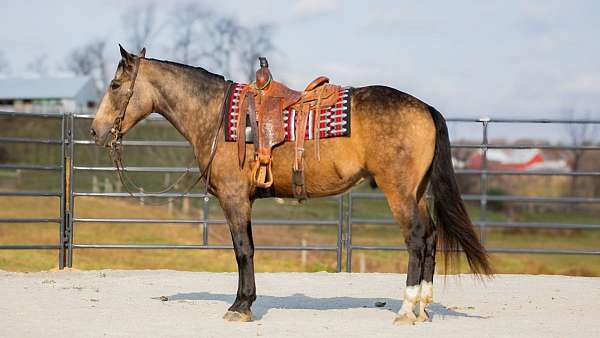 athletic-draft-horse