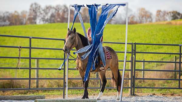 trail-draft-horse