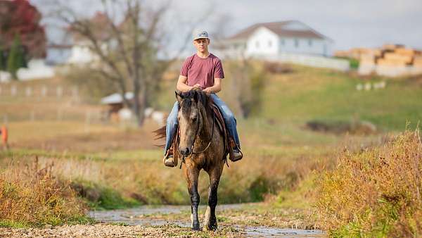 buckskin-draft-gelding