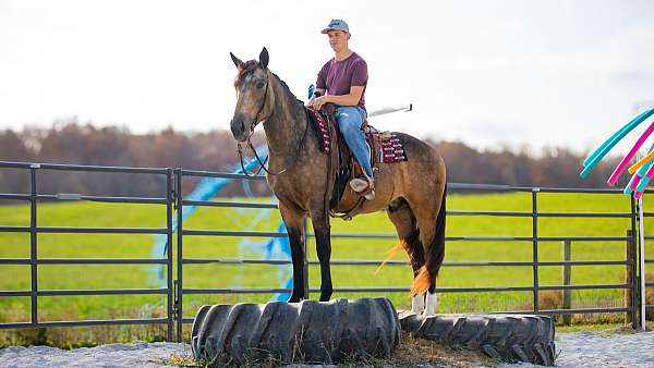 western-riding-draft-horse