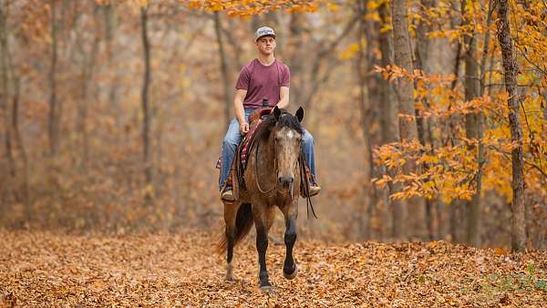 buckskin-all-around-horse