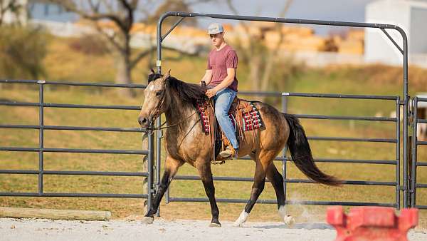 buckskin-trail-riding-horse