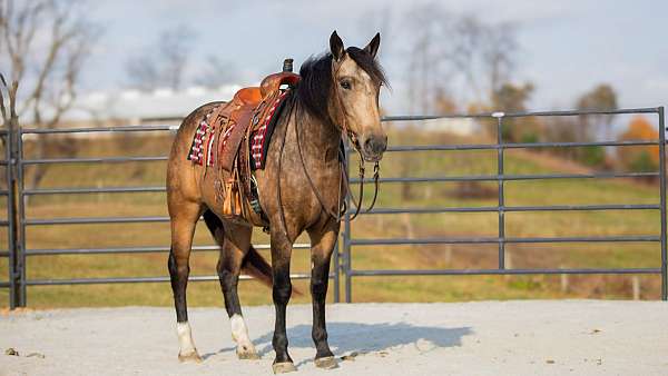 buckskin-western-riding-horse